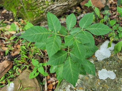 Allophylus melanocarpus — photo