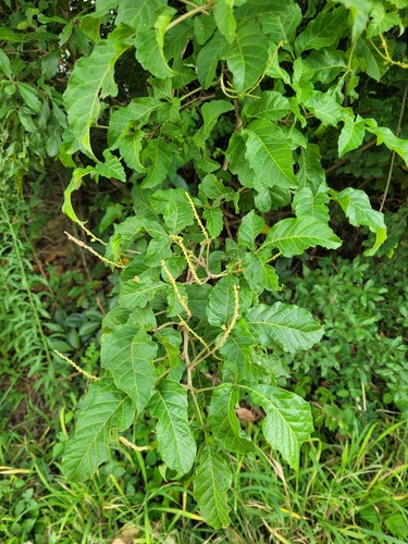 Allophylus melanocarpus