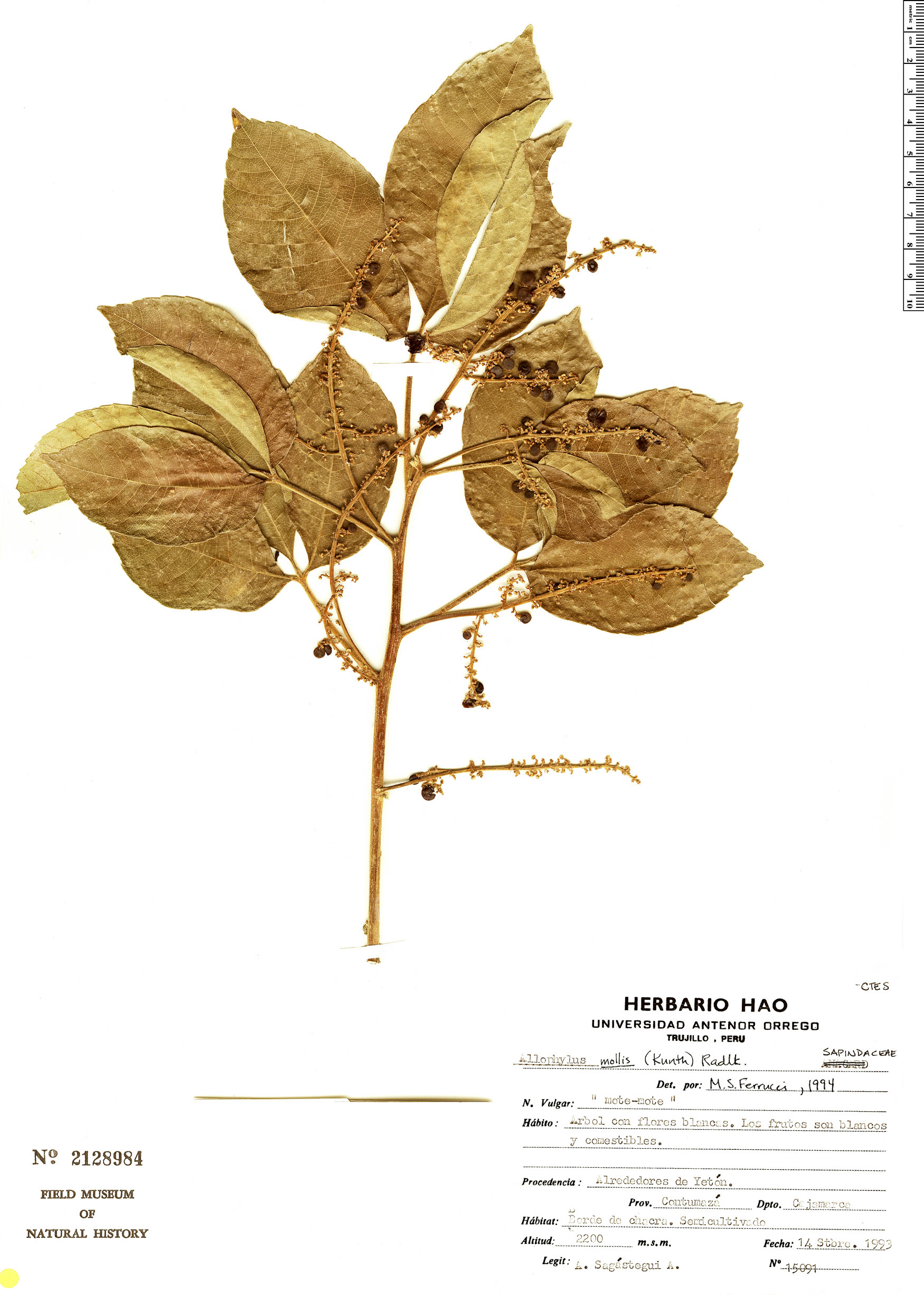 Allophylus mollis (Shiringo) — photo