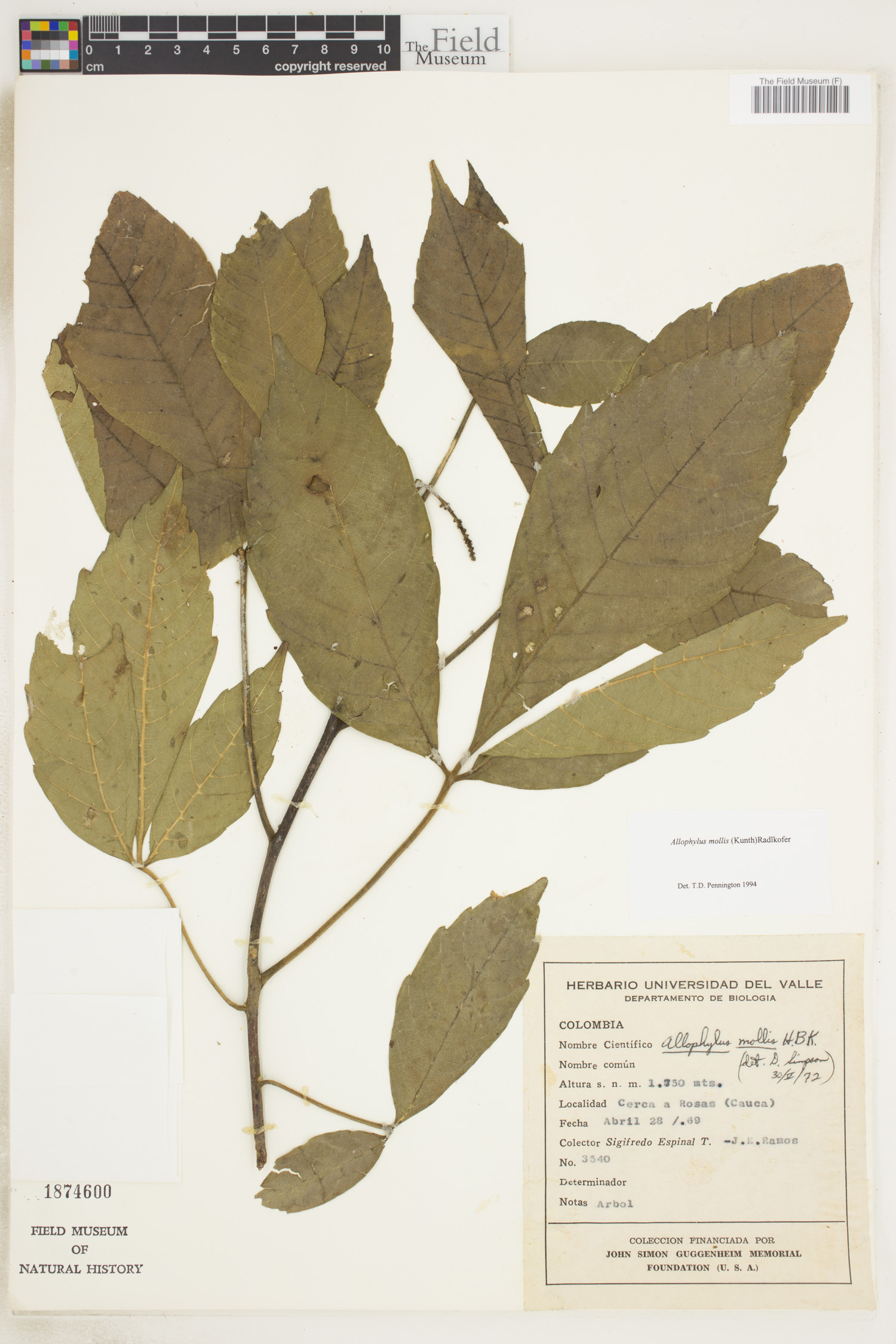 Allophylus mollis (Shiringo) — photo