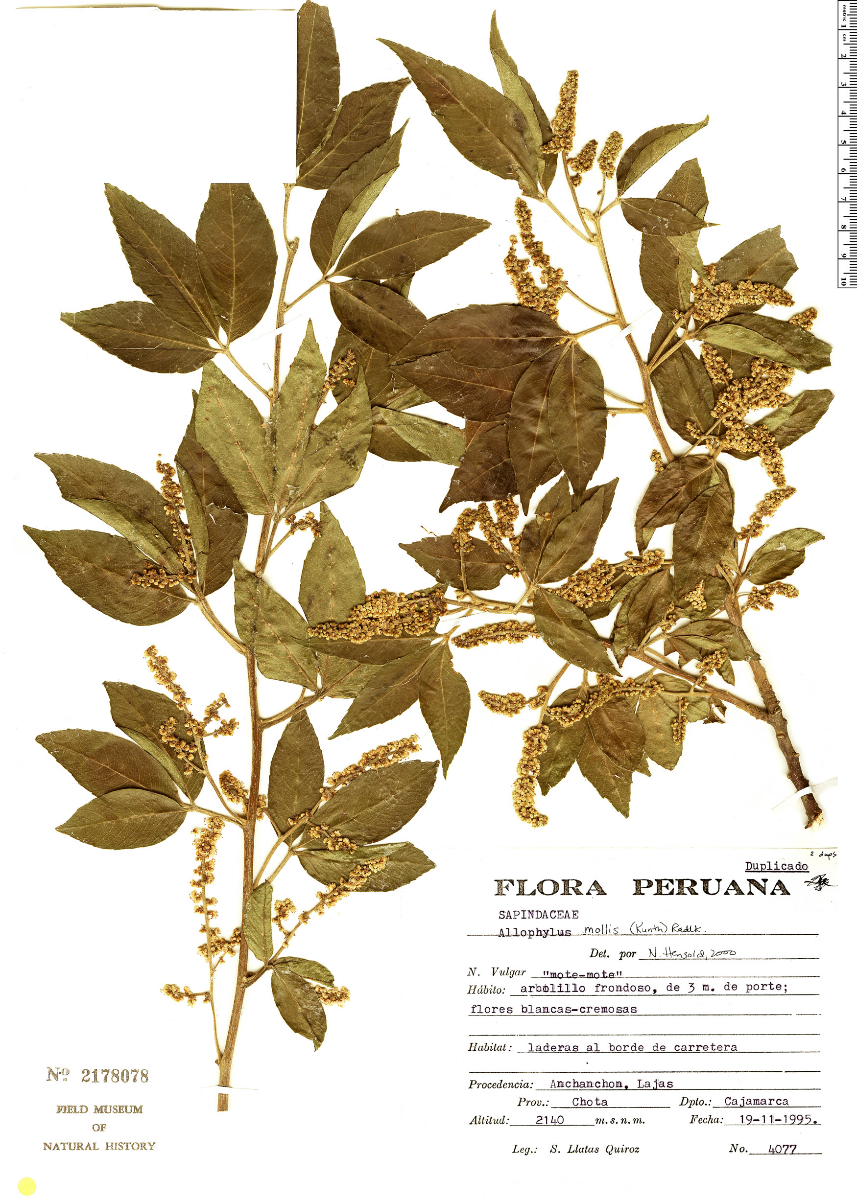 Allophylus mollis