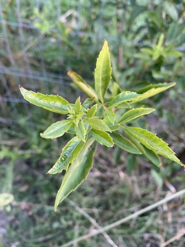 Allophylus puberulus