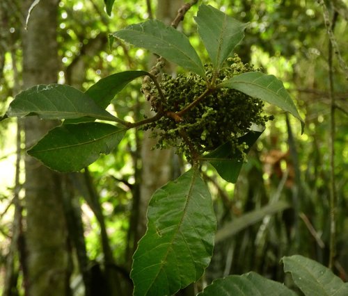 Allophylus racemosus — photo