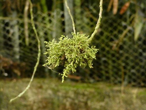 Allophylus racemosus — photo