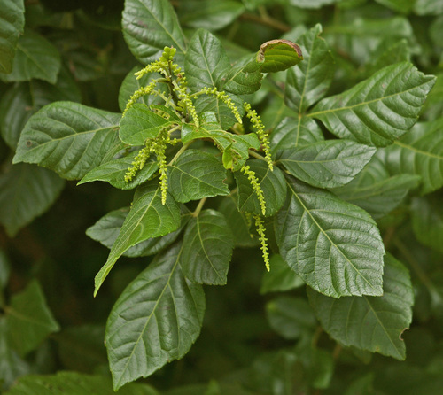 Allophylus rubifolius (Lowveld false-currant) — photo