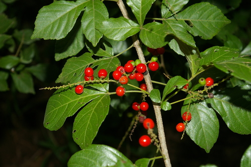 Allophylus rubifolius