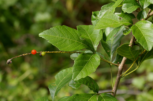Allophylus rubifolius (Lowveld false-currant) — photo