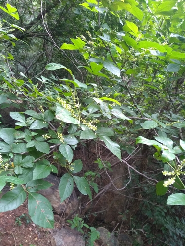 Allophylus serratus (Tanalika) — photo