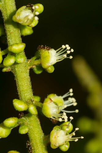 Allophylus timoriensis (Green allophylus) — photo