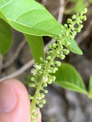 Allophylus timoriensis (Green allophylus) — photo