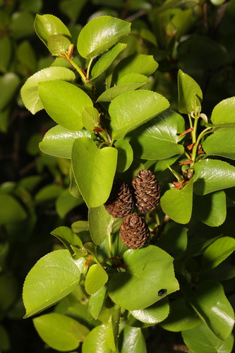 Alnus cordata (Italian elder) — photo