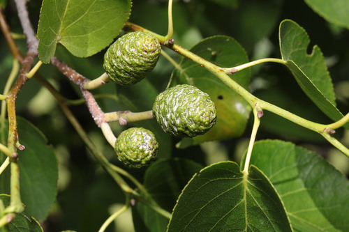 Alnus cordata (Italian elder) — photo