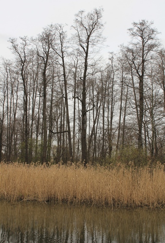 Alnus glutinosa (Black alder) — photo
