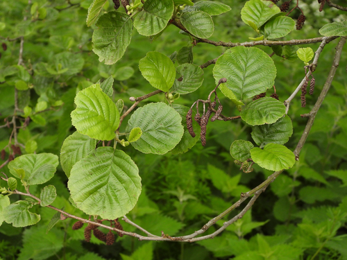 Alnus glutinosa