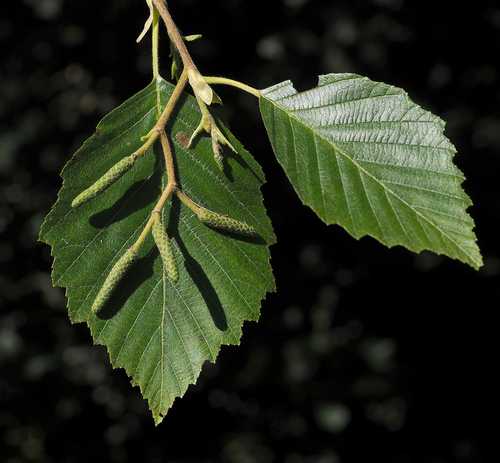 Alnus incana (Grey alder) — photo