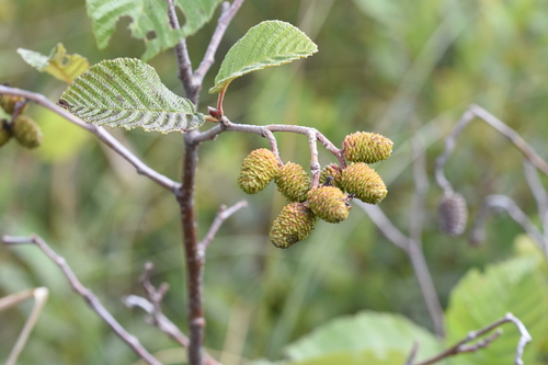 Alnus incana