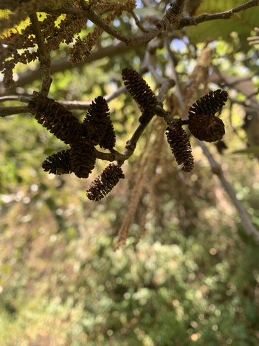 Alnus nepalensis (Nepalese alder) — photo