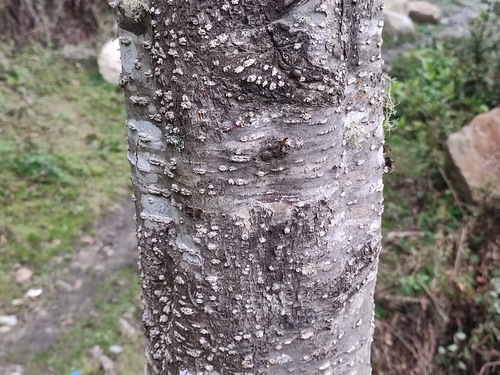 Alnus nepalensis (Nepalese alder) — photo
