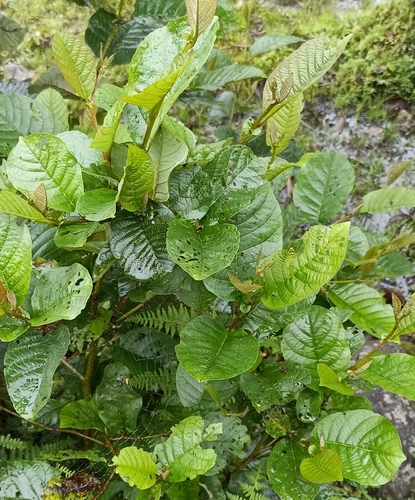 Alnus nepalensis