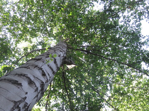 Alnus rhombifolia (White alder) — photo