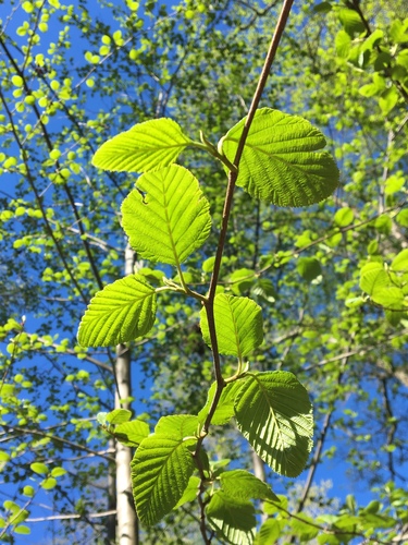 Alnus rhombifolia (White alder) — photo