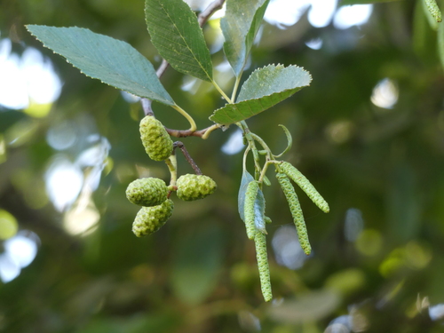 Alnus rhombifolia