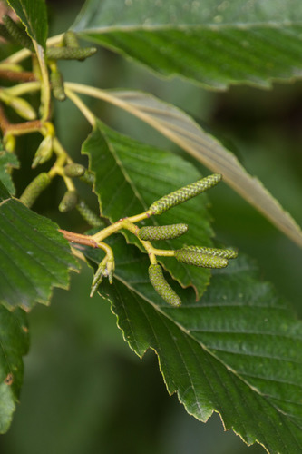 Alnus rubra (Oregon alder) — photo