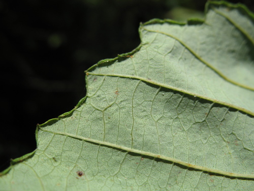 Alnus rubra (Oregon alder) — photo