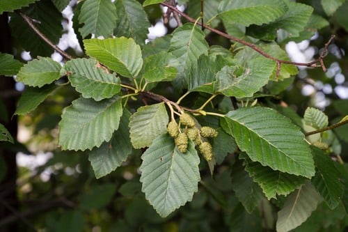 Oregon alder