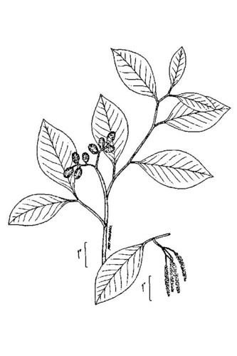 Alnus serrulata (Hazel alder) — photo