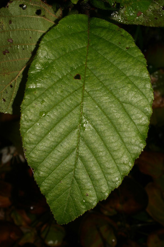 Alnus serrulata (Hazel alder) — photo
