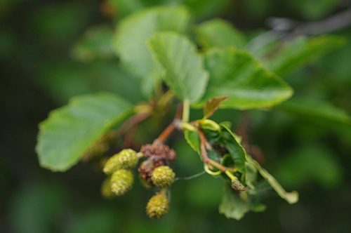 Alnus tenuifolia (Mountain alder) — photo