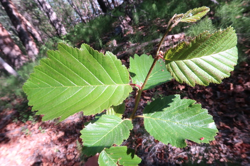 Alnus tenuifolia (Mountain alder) — photo