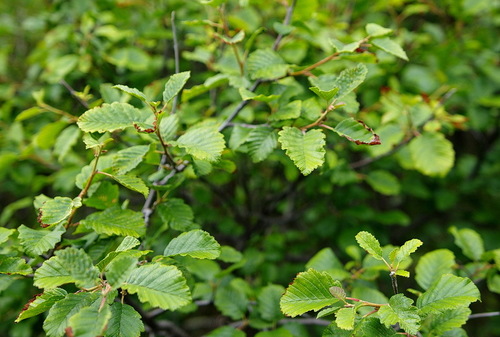 Alnus tenuifolia