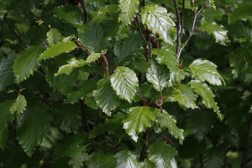 Alnus viridis subsp. crispa (Mountain alder) — photo