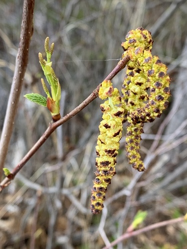 Alnus viridis subsp. crispa (Mountain alder) — photo