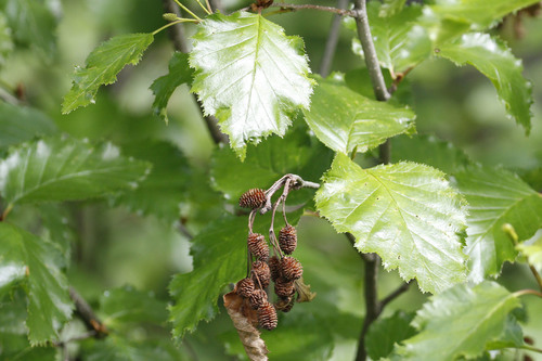 Alnus viridis subsp. crispa