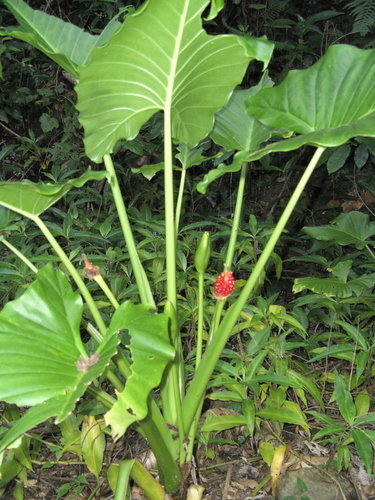 Alocasia brisbanensis (Spoon lily) — photo