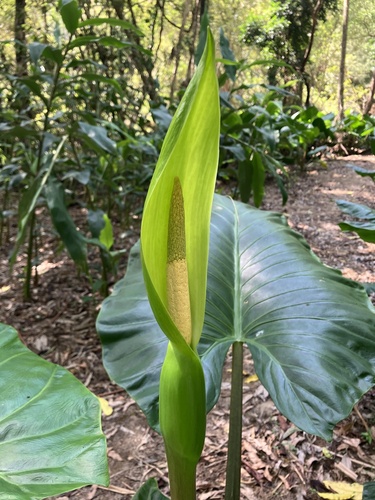 Alocasia brisbanensis (Spoon lily) — photo