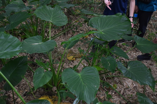 Alocasia cucullata (Chinese taro) — photo