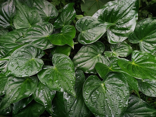 Alocasia cucullata (Chinese taro) — photo