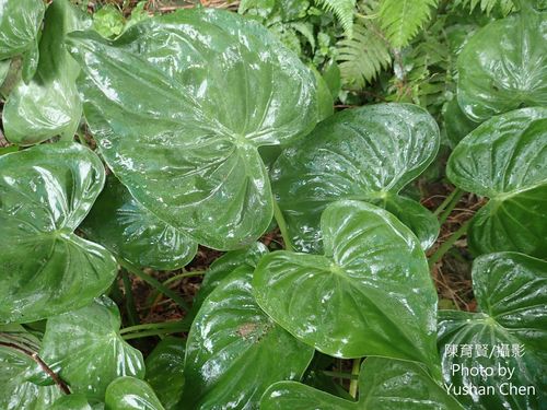 Araceae