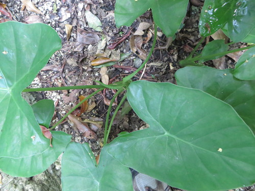 Alocasia fornicata — photo