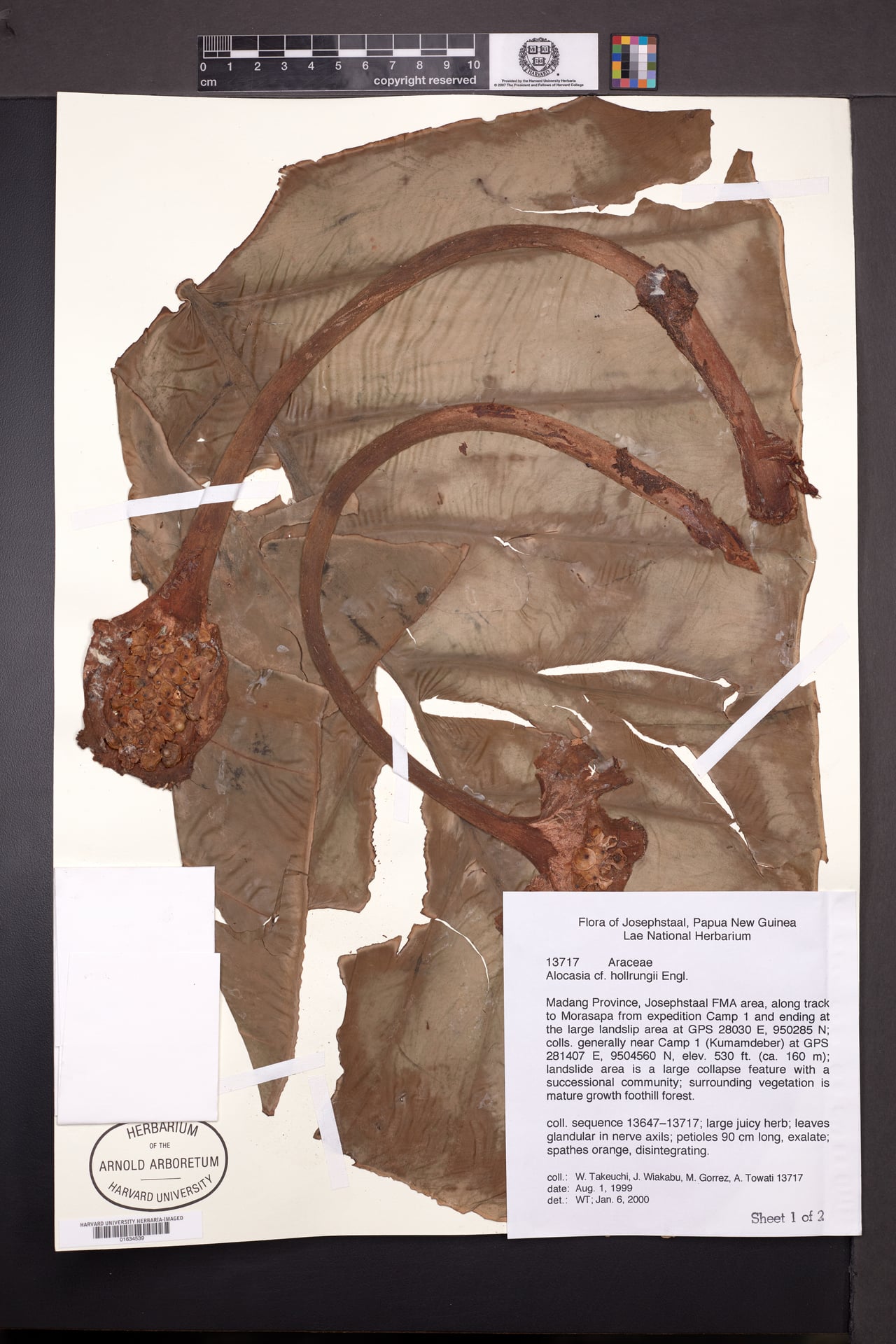 Alocasia hollrungii — photo