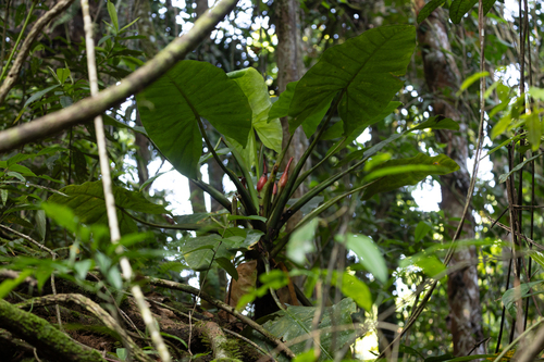 Alocasia hollrungii