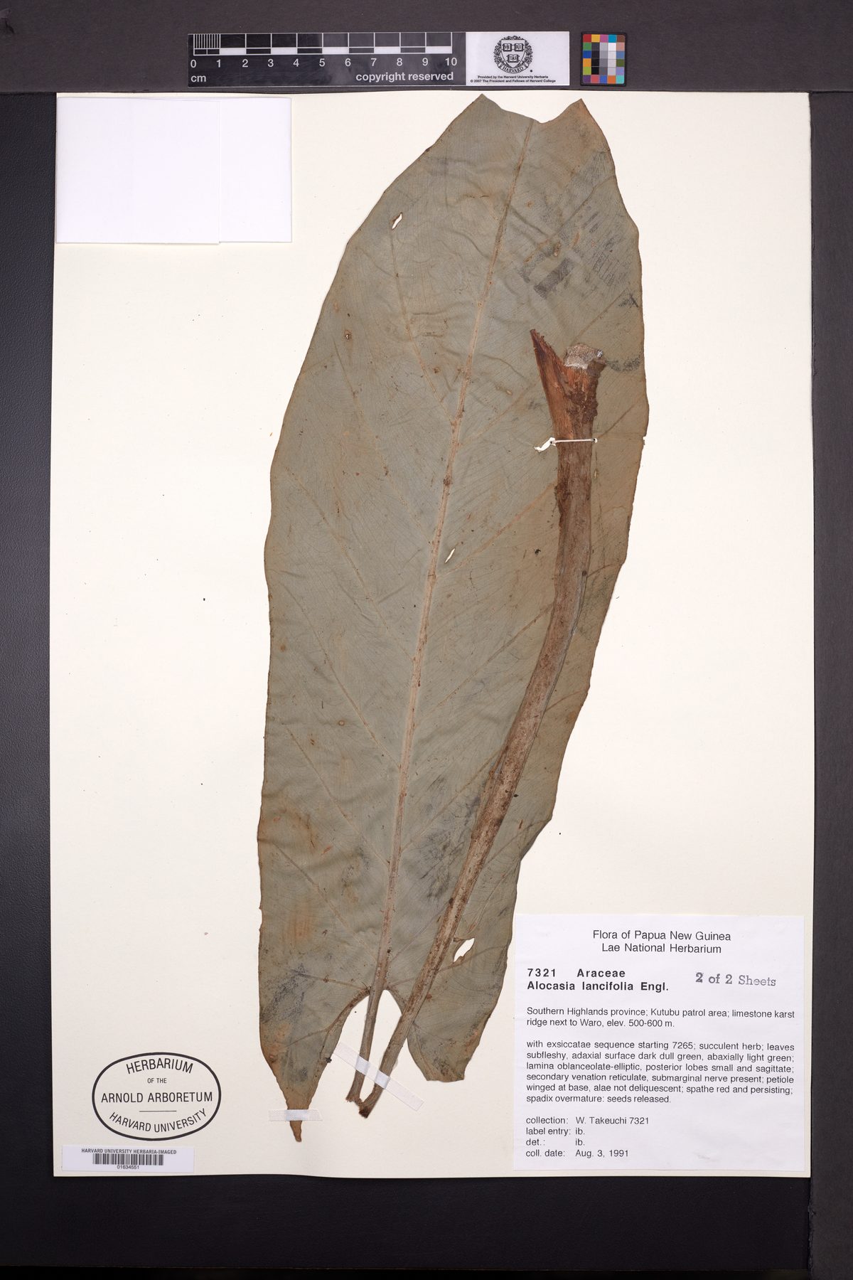 Alocasia lancifolia — photo