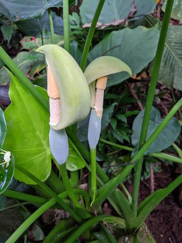 Alocasia macrorrhizos (Giant taro) — photo