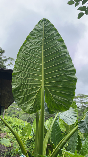 Alocasia macrorrhizos (Giant taro) — photo