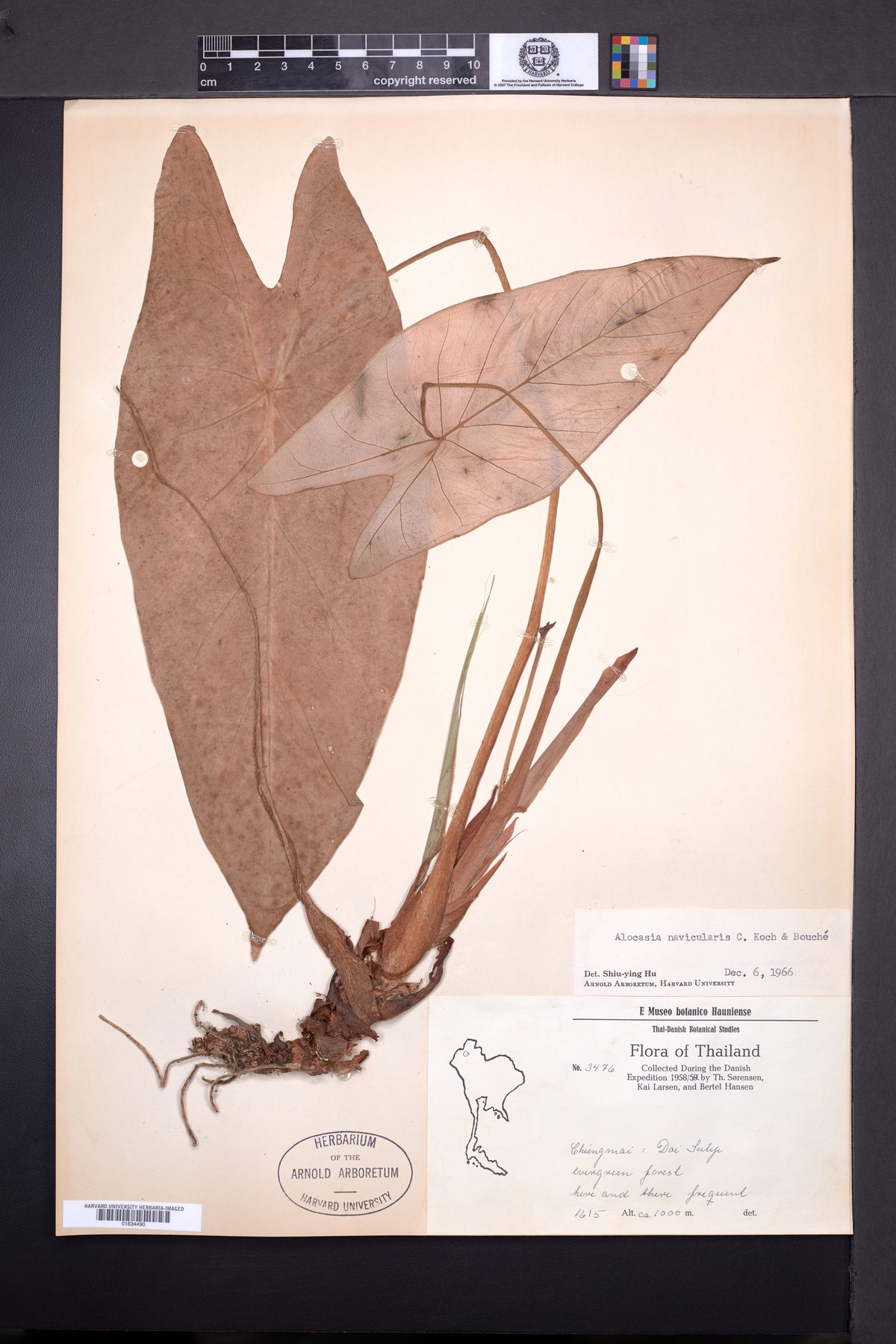 Alocasia navicularis — photo