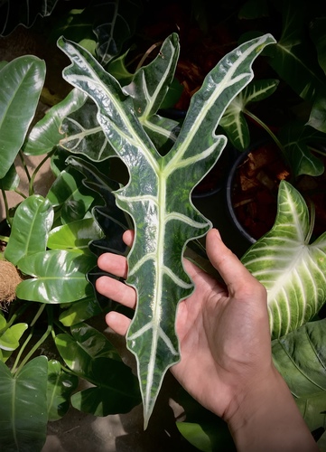 Alocasia sanderiana (Kris plant) — photo